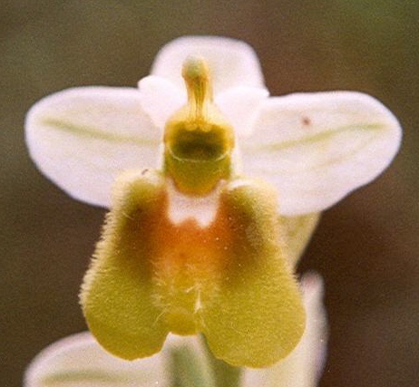 Ophrys tenthredinifera (apocromia di ....)